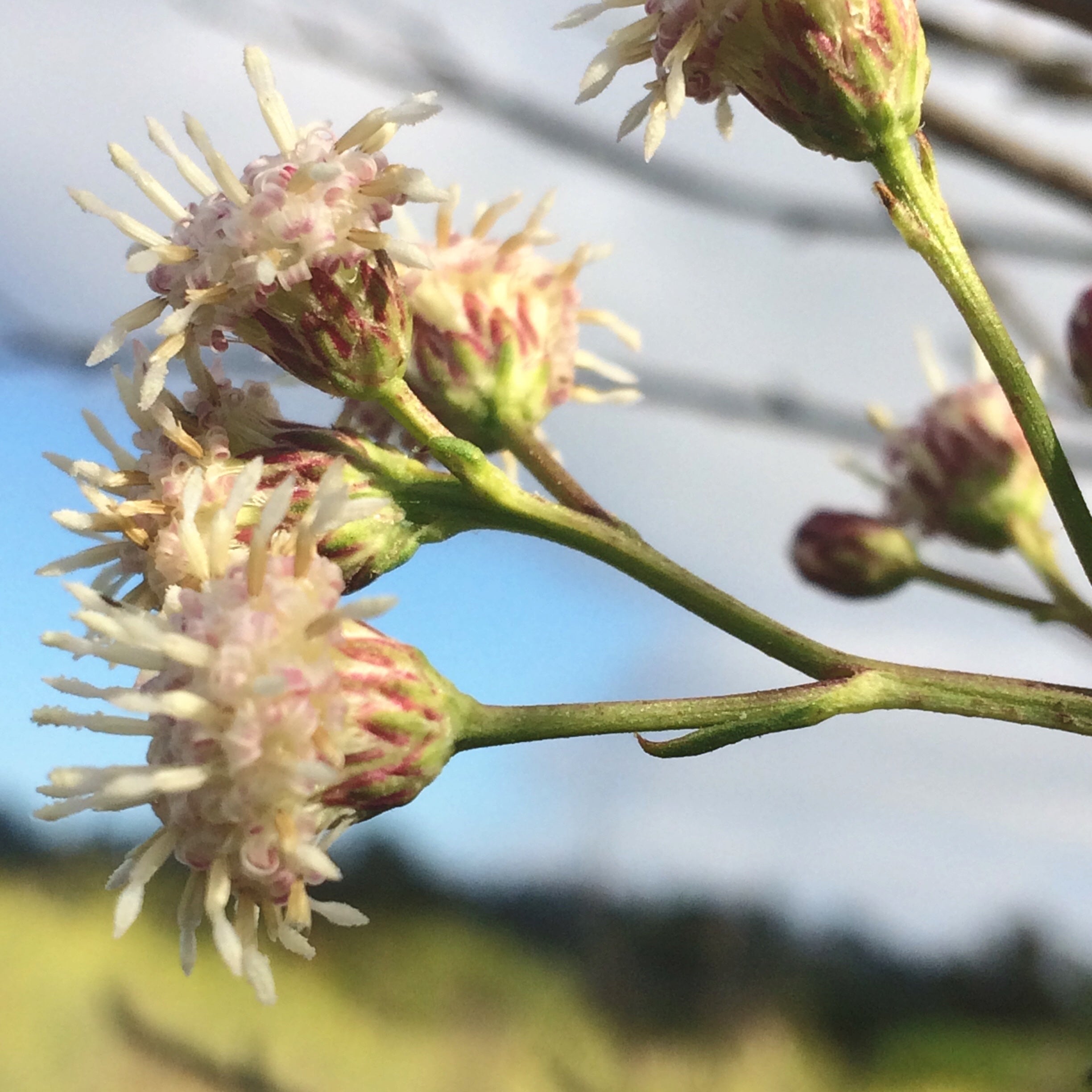 Baccharis salicifolia Mulefat – Neel's Nursery