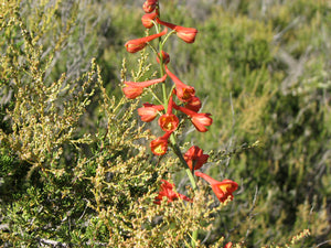 Delphinium cardinale Scarlet Larkspur