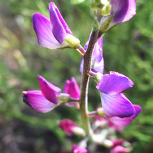 Load image into Gallery viewer, Lupinus truncatus Collared Annual Lupine
