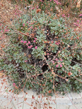 Load image into Gallery viewer, Eriogonum grande var. rubescens Red-flowered Buckwheat