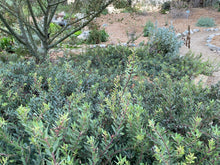 Load image into Gallery viewer, Arctostaphylos &#39;Pacific Mist&#39; Pacific Mist Manzanita