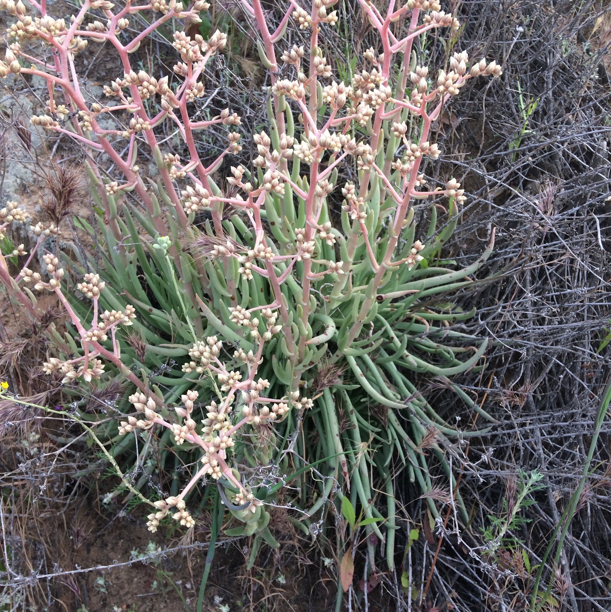 fingertips succulent Dudleya edulis Fingertips – Neel's Nursery