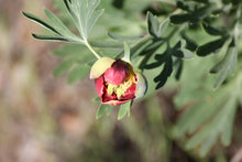 Load image into Gallery viewer, Paeonia californica California Peony