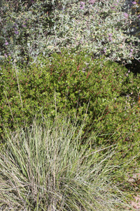 Muhlenbergia rigens Deergrass