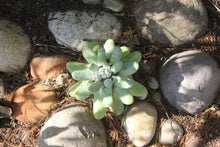 Load image into Gallery viewer, Dudleya pachyphytum Cedros Island Liveforever