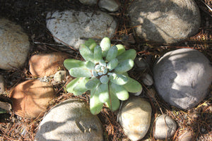 Dudleya pachyphytum Cedros Island Liveforever