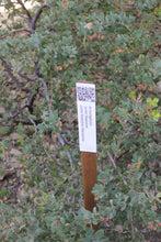 Load image into Gallery viewer, Arctostaphylos &#39;Lester Rowntree&#39;