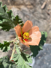 Load image into Gallery viewer, Sphaeralcea ambigua Apricot Mallow &amp; Selections