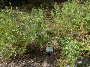 Gambelia speciosa Island Snapdragon & Selections ( Galvezia )