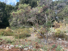 Load image into Gallery viewer, Ornithostaphylos oppositifolia Baja California Birdbush