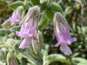 Lepechinia fragrans Fragrant Pitcher Sage