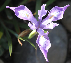 Iris douglasiana  Douglas Iris