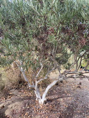 Ornithostaphylos oppositifolia Baja California Birdbush