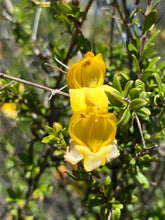 Load image into Gallery viewer, Keckiella antirrhinoides Yellow Bush Penstemon