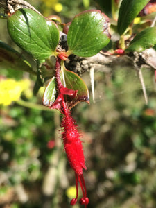 Ribes speciosum Fuchsiaflower Gooseberry Fuchsia flower