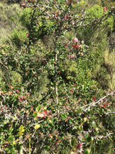 Load image into Gallery viewer, Ribes speciosum Fuchsiaflower Gooseberry