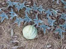 Load image into Gallery viewer, Cucurbita palmata Coyote Melon Gourd