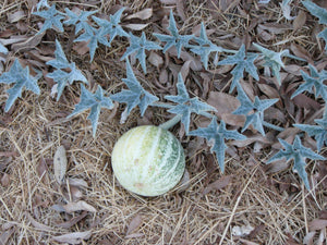 Cucurbita palmata Coyote Melon Gourd