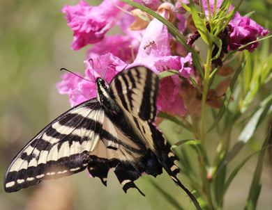 Chilopsis linearis Desert Willow