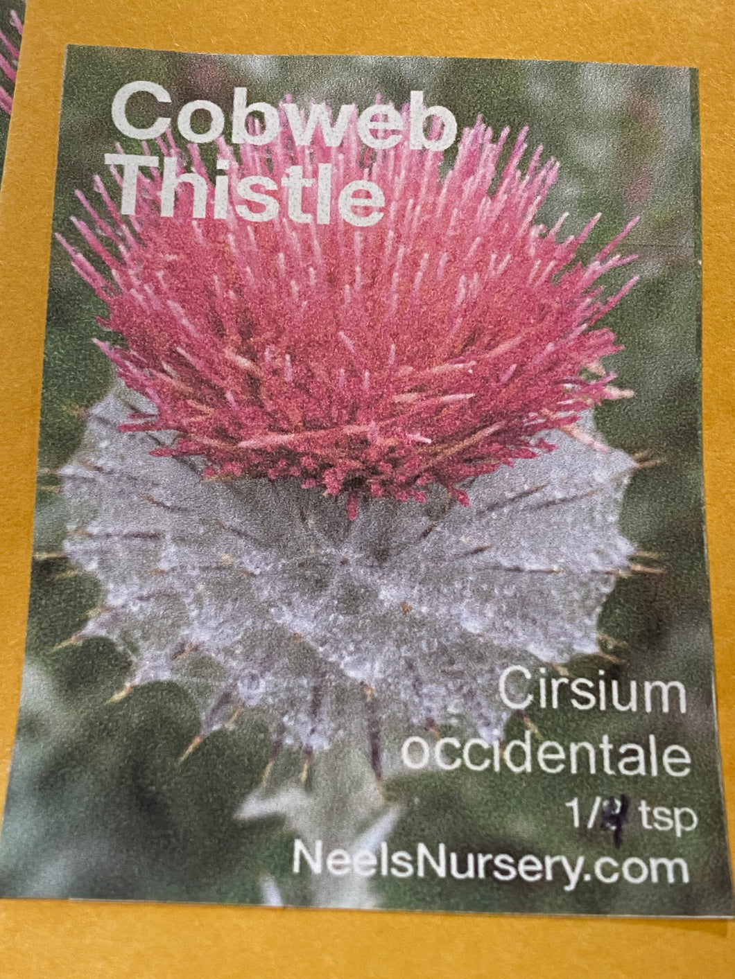 Cirsium occidentale Cobweb Thistle