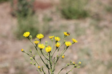 Heterotheca grandiflora Telegraph Weed