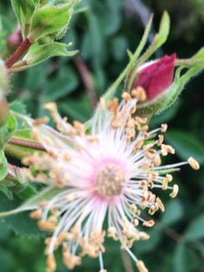 Rosa californica California Wildrose