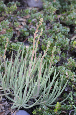Dudleya edulis Fingertips