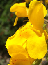 Load image into Gallery viewer, Erythranthe guttata Seep Monkey Flower Mimulus
