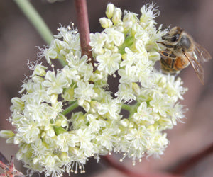 Eriogonum fasciculatum California Buckwheat & Selections