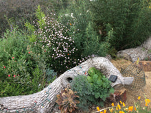 Load image into Gallery viewer, Artemisia palmeri San Diego Sagewort