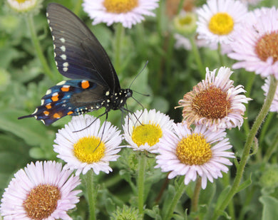 Erigeron glaucus Seaside Fleabane & Selections