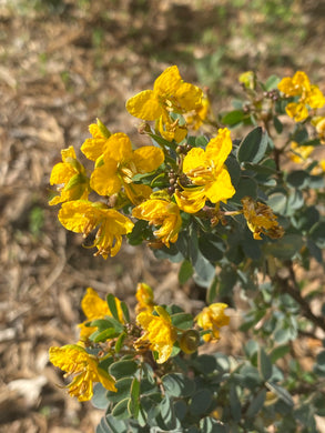 Senna purpusii  Baja California Senna
