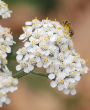 Load image into Gallery viewer, Achillea millefolium Common Yarrow &amp; Selections