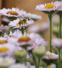 Load image into Gallery viewer, Erigeron glaucus Seaside Fleabane &amp; Selections