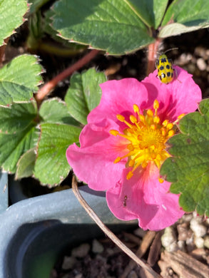 Fragaria chiloensis Beach Strawberry & 'Pink' Hybrid