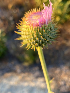 Cirsium occidentale var. californicum California Thistle