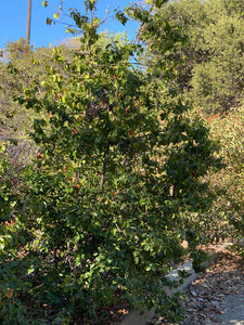 Prunus ilicifolia ssp. lyonii Catalina Island Cherry