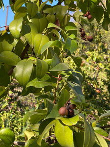Prunus ilicifolia ssp. lyonii Catalina Island Cherry