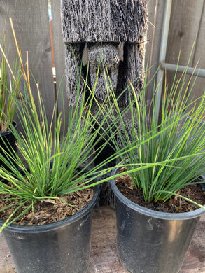 Juncus patens Common Rush