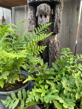 Load image into Gallery viewer, Polypodium californicum California Polypody