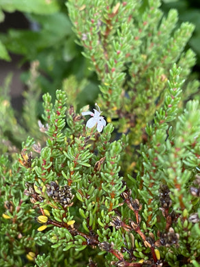 Frankenia palmeri Palmer's Seaheath