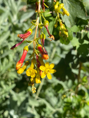 Ribes aureum Golden Currant & var. gracillimum