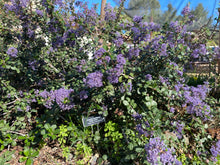 Load image into Gallery viewer, Ceanothus maritimus &#39;Valley Violet&#39; &amp; &#39;Popcorn&#39; Mountain Lilac
