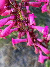 Load image into Gallery viewer, Penstemon clevelandii Cleveland&#39;s Beardtongue