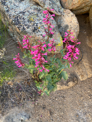 Penstemon clevelandii Cleveland's Beardtongue