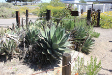 Load image into Gallery viewer, Agave shawii Coastal Agave