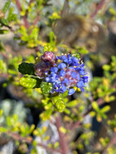 Load image into Gallery viewer, Ceanothus &#39;Julia Phelps&#39; Julia Phelps Mountain Lilac