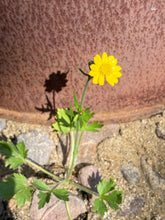 Load image into Gallery viewer, Ranunculus californicus California Buttercup
