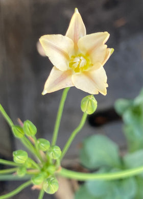 Triteleia laxa  (white flower)