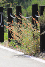 Load image into Gallery viewer, Sphaeralcea ambigua Apricot Mallow &amp; Selections